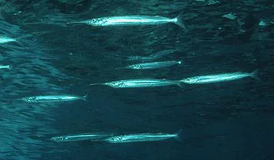 Eastern sea garfish (Hyporhamphus australis)