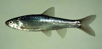 Eastern silvery minnow (Hybognathus regius)