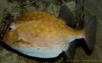 Eastern smooth boxfish (Anoplocapros inermis)