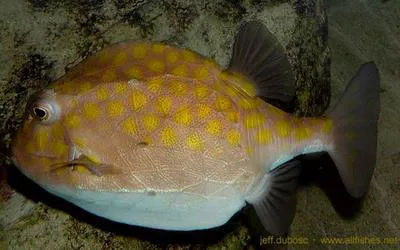 Eastern smooth boxfish (Anoplocapros inermis)
