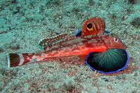 Eastern spiny gurnard (Lepidotrigla pleuracanthica)
