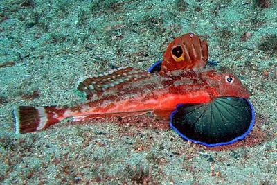 Eastern spiny gurnard (Lepidotrigla pleuracanthica)