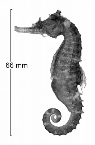 Eastern spiny seahorse (Hippocampus hendriki)