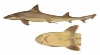 Eastern spotted gummy shark (Mustelus walkeri)