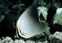 Eastern triangular butterflyfish (Chaetodon baronessa)