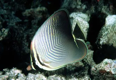 Eastern triangular butterflyfish (Chaetodon baronessa)