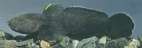 Eastern tubenose goby (Proterorhinus nasalis)