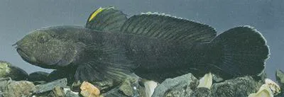 Eastern tubenose goby (Proterorhinus nasalis)