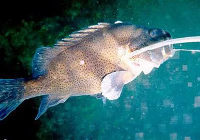 Eastern wirrah (Acanthistius ocellatus)