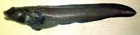 Ebony eelpout (Lycodes concolor)