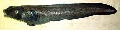 Ebony eelpout (Lycodes concolor)