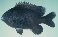 Ebony gregory (Stegastes limbatus)