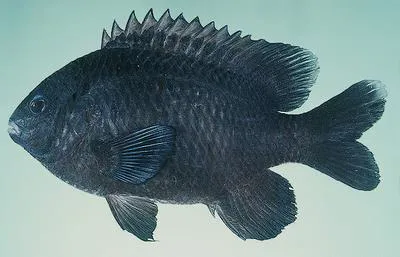 Ebony gregory (Stegastes limbatus)