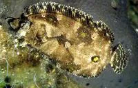 Eckstr?m's topknot (Zeugopterus regius)