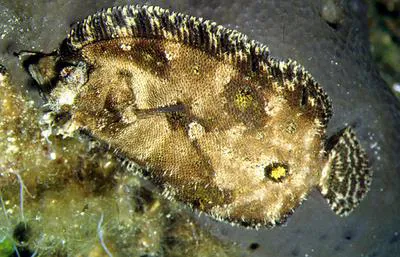 Eckstr?m's topknot (Zeugopterus regius)
