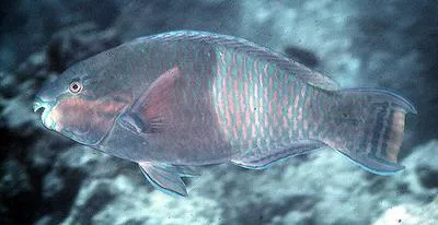 Eclipse parrotfish (Scarus russelii)