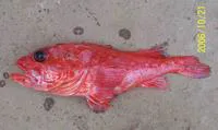 Ecuadorian Deep-sea Scorpionfish (Trachyscorpia verai)