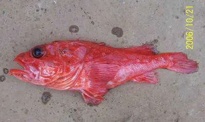Ecuadorian Deep-sea Scorpionfish (Trachyscorpia verai)