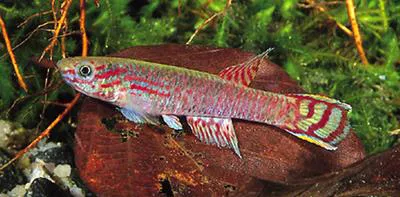 Edea killi (Aphyosemion edeanum)