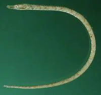 Edmondson's pipefish (Halicampus edmondsoni)