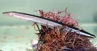 Eel blenny (Peronedys anguillaris)