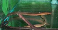 Eel catfish (Channallabes apus)