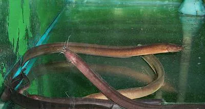 Eel catfish (Channallabes apus)