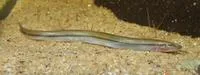 Eel Loach (Pangio anguillaris)