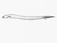 Eel pearlfish (Eurypleuron owasianum)