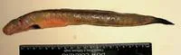 Eel worm goby (Taenioides anguillaris)