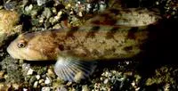 Eelpout (Zoarces viviparus)