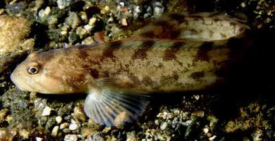 Eelpout (Zoarces viviparus)