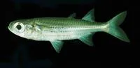 Eendracht Land silverside (Atherinomorus endrachtensis)