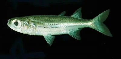 Eendracht Land silverside (Atherinomorus endrachtensis)