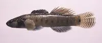 Egg-mimic darter (Etheostoma pseudovulatum)