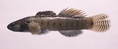 Egg-mimic darter (Etheostoma pseudovulatum)