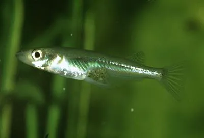 Eggcarrying buntingi (Adrianichthys oophorus)