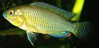 Egyptian mouth-brooder (Pseudocrenilabrus multicolor multicolor)
