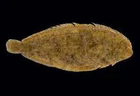Egyptian sole (Solea aegyptiaca)