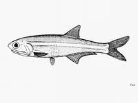 Eigenmann's anchovy (Anchoa eigenmannia)