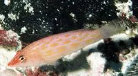Eight-lined wrasse (Pseudocheilinus octotaenia)