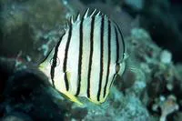 Eightband butterflyfish (Chaetodon octofasciatus)
