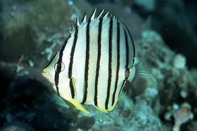 Eightband butterflyfish (Chaetodon octofasciatus)