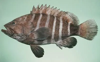 Eightbar grouper (Hyporthodus octofasciatus)