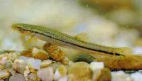 Eightbarbel loach (Lefua costata)