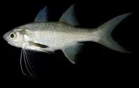 Eightfinger threadfin (Filimanus sealei)