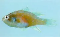 Eightspine cardinalfish (Neamia octospina)