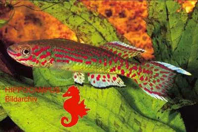 Ejagham killi (Fundulopanchax gardneri lacustris)