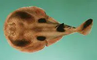 Elat electric ray (Heteronarce bentuviai)