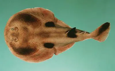 Elat electric ray (Heteronarce bentuviai)